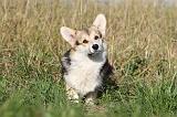 CORGI PEMBROKE 694